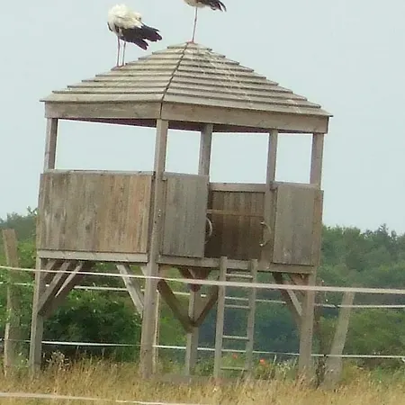 Casa de Férias Hof Kranichweide, Holzblockhaus Saal