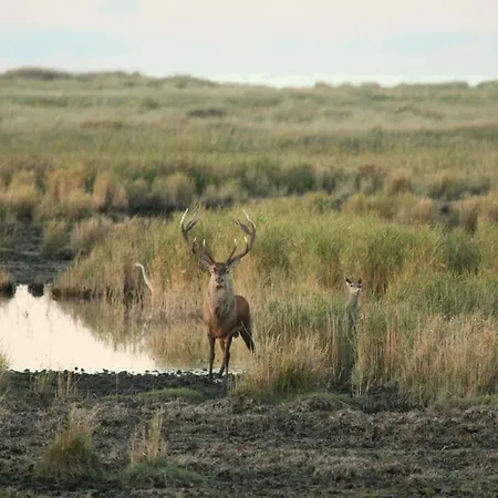 Casa de Férias Hof Kranichweide, Holzblockhaus Saal